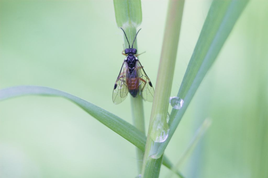 Tenthredinidae: Aglaostigma aucupariae